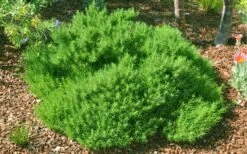 Green Santolina (Lavender Cotton) - 5 Pack Of Quart Pots -Cheap Plants Store santolina virens green lavender cotton 9