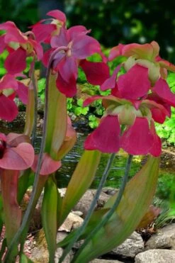 Bug Bat Pitcher Plant (Sarracenia) - 2.5 Quart Pot -Cheap Plants Store sarracenia bug bat pitcher plant 1