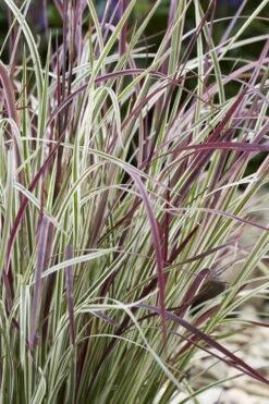 Chameleon Little Bluestem Grass (Schizachyrium Scoparium) - 1 Gallon Pot -Cheap Plants Store schizachyrium scoparium chameleon little bluestem grass 1
