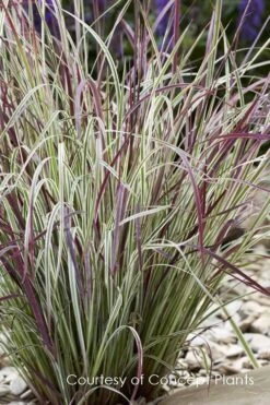 Chameleon Little Bluestem Grass (Schizachyrium Scoparium) - 1 Gallon Pot -Cheap Plants Store schizachyrium scoparium chameleon little bluestem grass 2