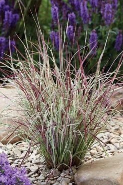 Chameleon Little Bluestem Grass (Schizachyrium Scoparium) - 1 Gallon Pot