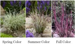 Chameleon Little Bluestem Grass (Schizachyrium Scoparium) - 1 Gallon Pot -Cheap Plants Store schizachyrium scoparium chameleon little bluestem grass 4