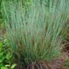 Standing Ovation Little Bluestem Grass (Schizachyrium Scoparium) - 8 Pack Of 1 Gallon Pots -Cheap Plants Store schizachyrium scoparium standing ovation little bluestem grass 11