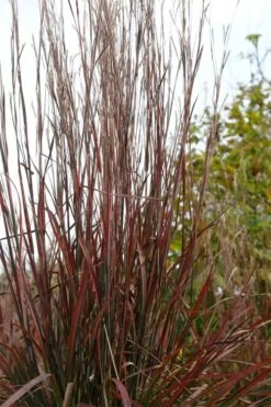 Standing Ovation Little Bluestem Grass (Schizachyrium Scoparium) - 8 Pack Of 1 Gallon Pots -Cheap Plants Store schizachyrium scoparium standing ovation little bluestem grass 5