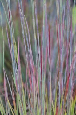 Standing Ovation Little Bluestem Grass (Schizachyrium Scoparium) - 8 Pack Of 1 Gallon Pots -Cheap Plants Store schizachyrium scoparium standing ovation little bluestem grass 7