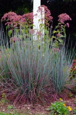 Standing Ovation Little Bluestem Grass (Schizachyrium Scoparium) - 8 Pack Of 1 Gallon Pots -Cheap Plants Store schizachyrium scoparium standing ovation little bluestem grass 9