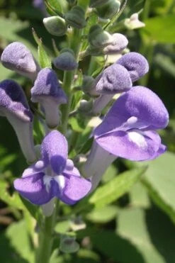 Downy Skullcap (Scutellaria Incana) - 1 Gallon Pot -Cheap Plants Store scuttelaria incana downy skullcap 1