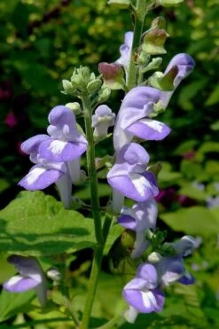 Downy Skullcap (Scutellaria Incana) - 1 Gallon Pot -Cheap Plants Store scuttelaria incana downy skullcap 2