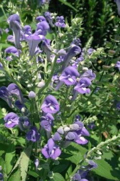 Downy Skullcap (Scutellaria Incana) - 1 Gallon Pot -Cheap Plants Store scuttelaria incana downy skullcap 4
