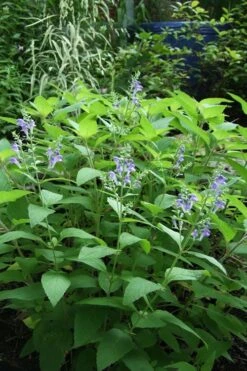 Downy Skullcap (Scutellaria Incana) - 1 Gallon Pot -Cheap Plants Store scuttelaria incana downy skullcap 6