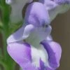 Downy Skullcap (Scutellaria Incana) - 1 Gallon Pot -Cheap Plants Store scuttelaria incana downy skullcap 8