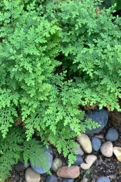Arborvitae Fern (Selaginella Braunii) - 2.5 Quart Pot -Cheap Plants Store selaginella braunii arborvitae fern 2