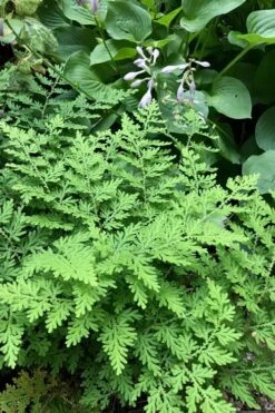 Arborvitae Fern (Selaginella Braunii) - 1 Gallon Pot -Cheap Plants Store selaginella braunii arborvitae fern 3 1