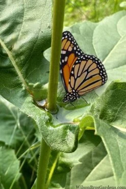 Cup Plant (Silphium Perfoliatum) - 6 Pack Of 1 Gallon Pots -Cheap Plants Store silphium perfoliatum cup plant 10