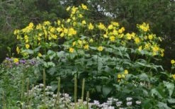 Cup Plant (Silphium Perfoliatum) - 6 Pack Of 1 Gallon Pots -Cheap Plants Store silphium perfoliatum cup plant 3