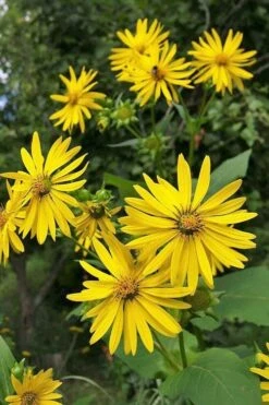 Cup Plant (Silphium Perfoliatum) - 6 Pack Of 1 Gallon Pots -Cheap Plants Store silphium perfoliatum cup plant 5