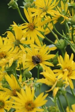 Cup Plant (Silphium Perfoliatum) - 6 Pack Of 1 Gallon Pots -Cheap Plants Store silphium perfoliatum cup plant 6