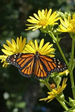 Cup Plant (Silphium Perfoliatum) - 6 Pack Of 1 Gallon Pots -Cheap Plants Store silphium perfoliatum cup plant 7