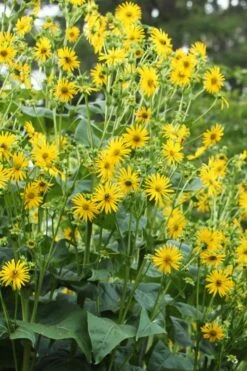 Cup Plant (Silphium Perfoliatum) - 6 Pack Of 1 Gallon Pots -Cheap Plants Store silphium perfoliatum cup plant 9
