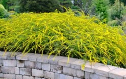 Fireworks Goldenrod (Solidago) - 1 Gallon Pot -Cheap Plants Store solidago rugosum fireworks goldenrod 22