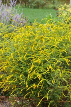 Fireworks Goldenrod (Solidago) - 6 Pack Of 1 Gallon Pots -Cheap Plants Store solidago rugosum fireworks goldenrod 25 1