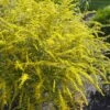 Fireworks Goldenrod (Solidago) - 6 Pack Of 1 Gallon Pots -Cheap Plants Store solidago rugosum fireworks goldenrod 26 1