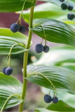 Variegated Solomons Seal (Polygonatum Falcatum 'Variegatum') - 1 Gallon Pot -Cheap Plants Store solomons seal 2 500x750 1