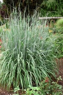Yellow Indian Grass (Sorghastrum Nutans) - 8 Pack Of 1 Gallon Pots 13 Yellow Indian Grass (Sorghastrum Nutans) - 8 Pack Of 1 Gallon Pots -Cheap Plants Store sorghastrum nutans yellow indian grass 10 1