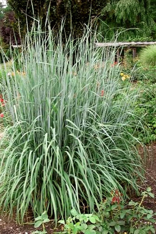 Yellow Indian Grass (Sorghastrum Nutans) - 8 Pack Of 1 Gallon Pots 6 Yellow Indian Grass (Sorghastrum Nutans) - 8 Pack Of 1 Gallon Pots - Image 4