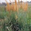 Yellow Indian Grass (Sorghastrum Nutans) - 8 Pack Of 1 Gallon Pots -Cheap Plants Store sorghastrum nutans yellow indian grass 12 1