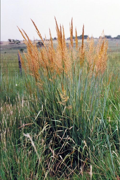 Yellow Indian Grass (Sorghastrum Nutans) - 8 Pack Of 1 Gallon Pots 3 Yellow Indian Grass (Sorghastrum Nutans) - 8 Pack Of 1 Gallon Pots