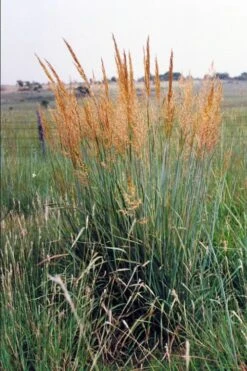 Yellow Indian Grass (Sorghastrum Nutans) - 1 Gallon Pot