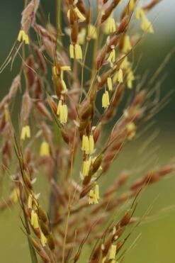 Yellow Indian Grass (Sorghastrum Nutans) - 8 Pack Of 1 Gallon Pots 14 Yellow Indian Grass (Sorghastrum Nutans) - 8 Pack Of 1 Gallon Pots -Cheap Plants Store sorghastrum nutans yellow indian grass 4 1