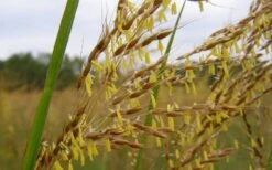 Yellow Indian Grass (Sorghastrum Nutans) - 1 Gallon Pot -Cheap Plants Store sorghastrum nutans yellow indian grass 7