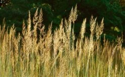 Yellow Indian Grass (Sorghastrum Nutans) - 8 Pack Of 1 Gallon Pots 17 Yellow Indian Grass (Sorghastrum Nutans) - 8 Pack Of 1 Gallon Pots -Cheap Plants Store sorghastrum nutans yellow indian grass 8 1