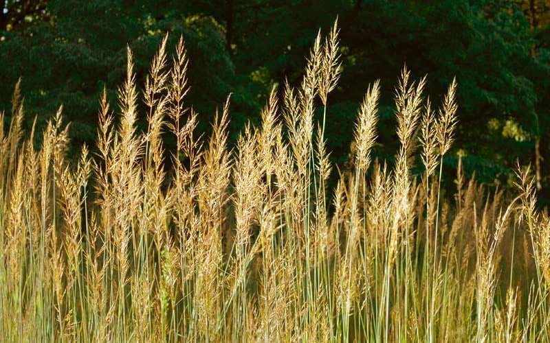 Yellow Indian Grass (Sorghastrum Nutans) - 8 Pack Of 1 Gallon Pots 10 Yellow Indian Grass (Sorghastrum Nutans) - 8 Pack Of 1 Gallon Pots - Image 8