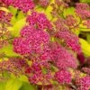 Gold Flame Spirea - 3 Gallon Pot -Cheap Plants Store spirea bulmalda gold flame 1