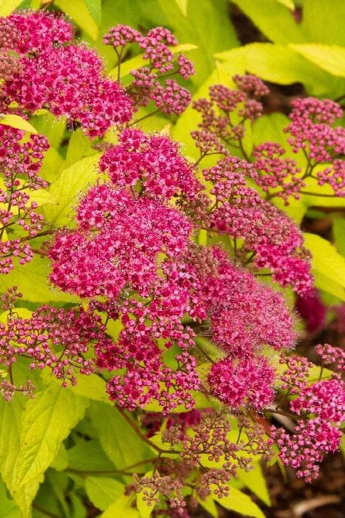 Gold Flame Spirea - 3 Gallon Pot 3 Gold Flame Spirea - 3 Gallon Pot