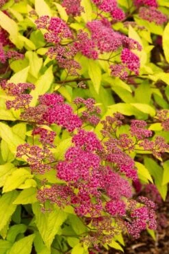 Gold Flame Spirea - 3 Gallon Pot 14 Gold Flame Spirea - 3 Gallon Pot -Cheap Plants Store spirea bumalda gold flame 2
