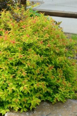 Gold Flame Spirea - 3 Gallon Pot 13 Gold Flame Spirea - 3 Gallon Pot -Cheap Plants Store spirea bumalda gold flame 3