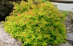 Gold Flame Spirea - 3 Gallon Pot 15 Gold Flame Spirea - 3 Gallon Pot -Cheap Plants Store spirea bumalda gold flame 4
