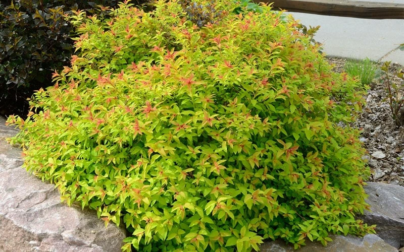 Gold Flame Spirea - 3 Gallon Pot 9 Gold Flame Spirea - 3 Gallon Pot - Image 7