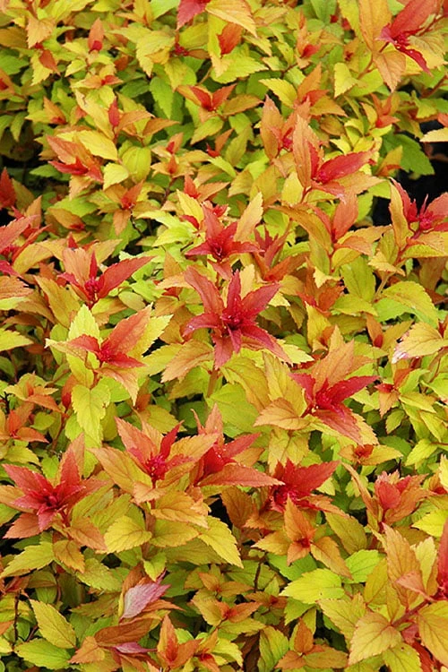 Gold Flame Spirea - 3 Gallon Pot 6 Gold Flame Spirea - 3 Gallon Pot - Image 4