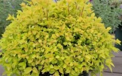 Gold Mound Spirea - 3 Gallon Pot -Cheap Plants Store spirea japonica gold mound 11