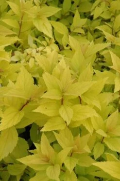 Gold Mound Spirea - 3 Gallon Pot -Cheap Plants Store spirea japonica gold mound 12