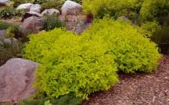 Gold Mound Spirea - 3 Gallon Pot -Cheap Plants Store spirea japonica gold mound 14