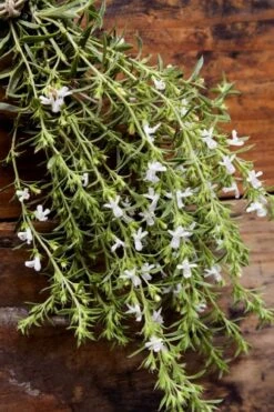 Summer Savory Plant - 6 Pack Of Pint Pots -Cheap Plants Store summer savory herb plant 7