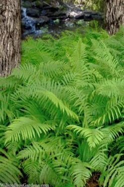 Southern Wood Fern (Thelypteris Kunthii) - 10 Pack Of Quart Pots -Cheap Plants Store thelypteris kunthii southern wood fern 112