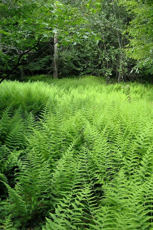 Southern Wood Fern (Thelypteris Kunthii) - 1 Gallon Pot 10 Southern Wood Fern (Thelypteris Kunthii) - 1 Gallon Pot - Image 8