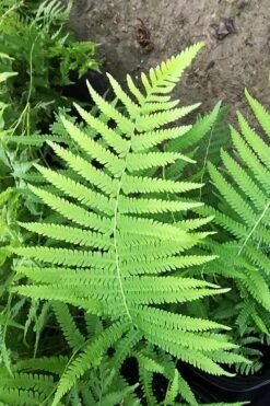 Southern Wood Fern (Thelypteris Kunthii) - 10 Pack Of Quart Pots -Cheap Plants Store thelypteris kunthii southern wood fern 115